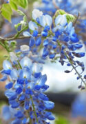 blue-chinese-wisteria__87966